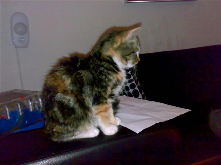 Huskat CHILI  -  Hittekilling billede 9