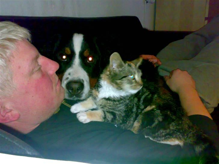 Huskat CHILI  -  Hittekilling billede 10