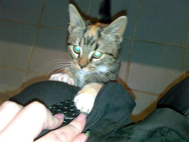 Huskat CHILI  -  Hittekilling billede 11