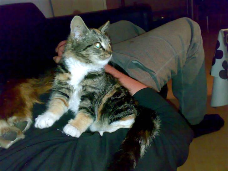 Huskat CHILI  -  Hittekilling billede 12