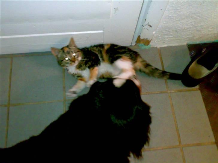 Huskat CHILI  -  Hittekilling billede 13