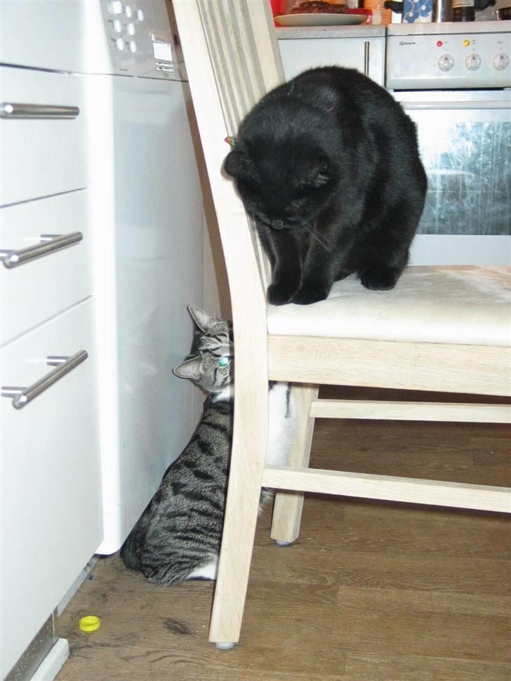 Huskat Mille mis  billede 13