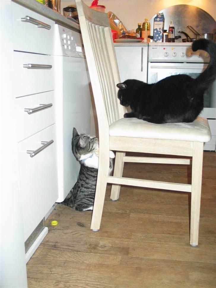 Huskat Mille mis  - Jeg har fået en "lillebror" og han driller  billede 14