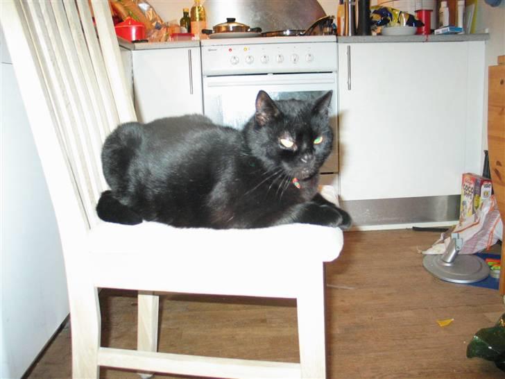 Huskat Mille mis  billede 15