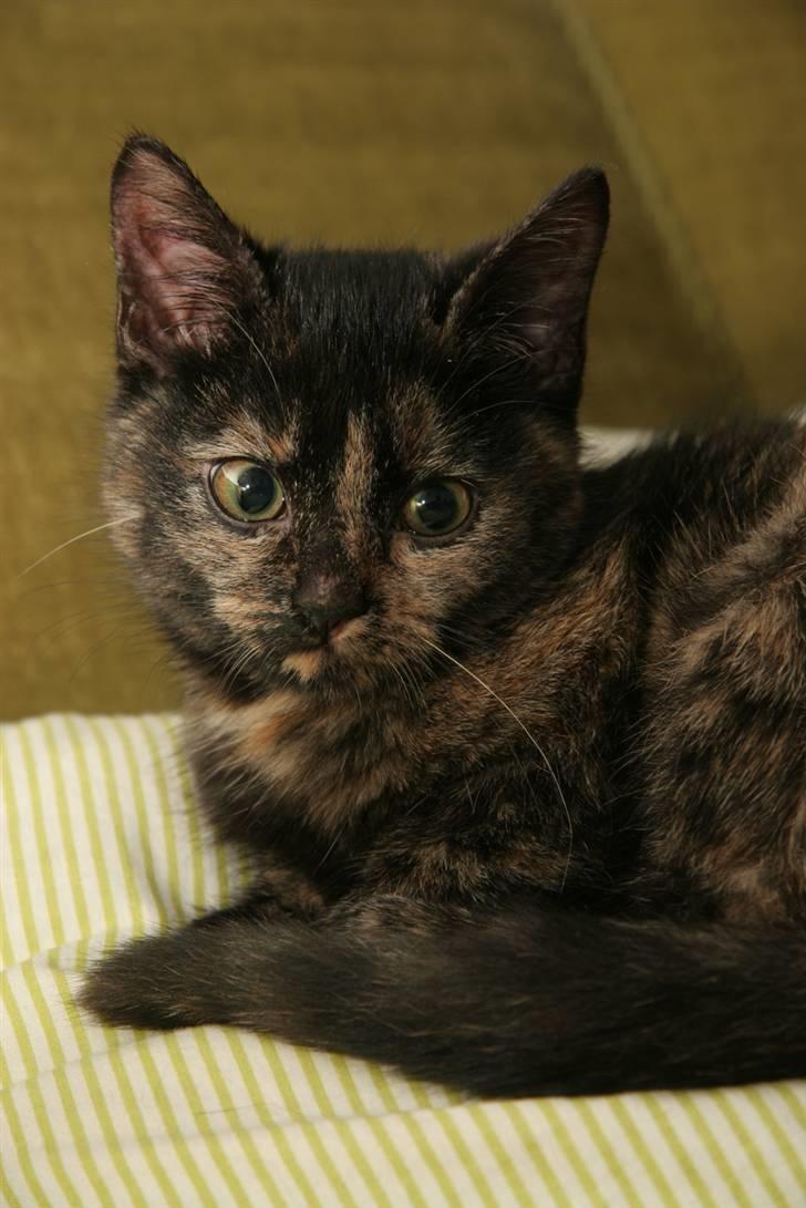 Huskat Mifune -- Flyttet billede 6