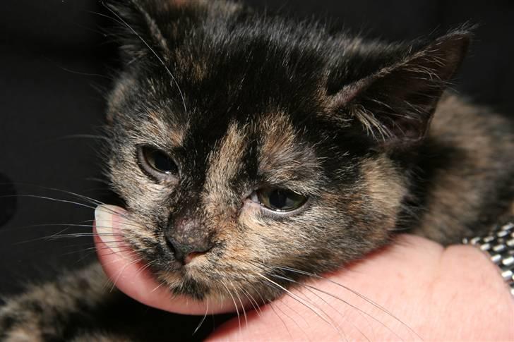 Huskat Mifune -- Flyttet billede 7