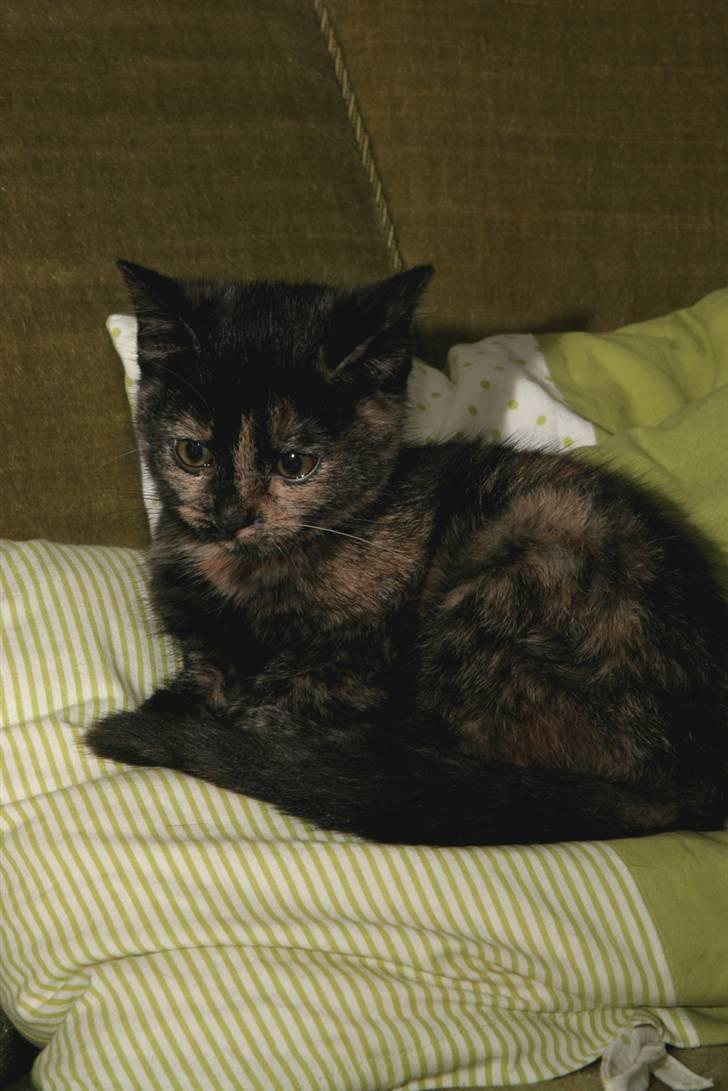 Huskat Mifune -- Flyttet billede 8