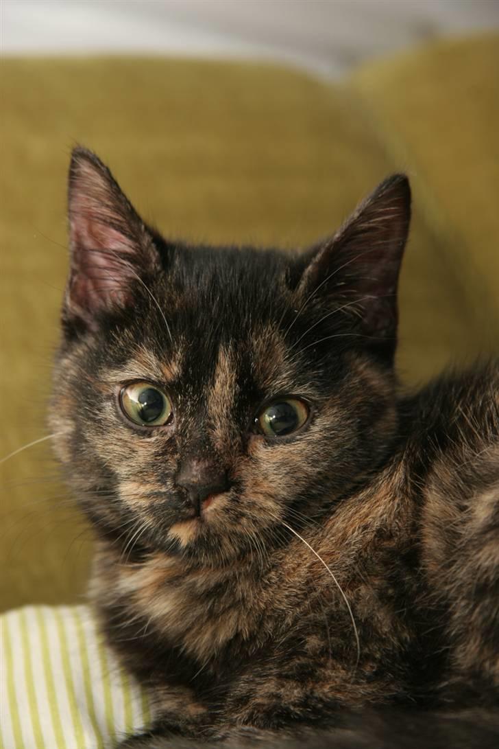 Huskat Mifune -- Flyttet billede 9