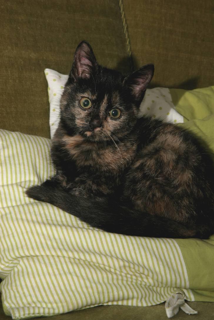 Huskat Mifune -- Flyttet billede 10