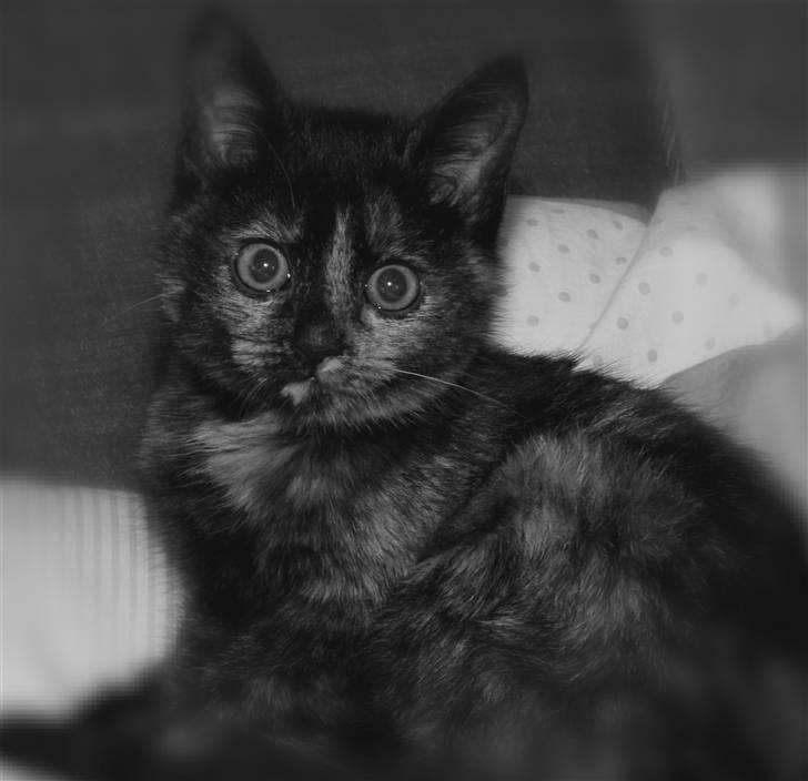 Huskat Mifune -- Flyttet billede 11