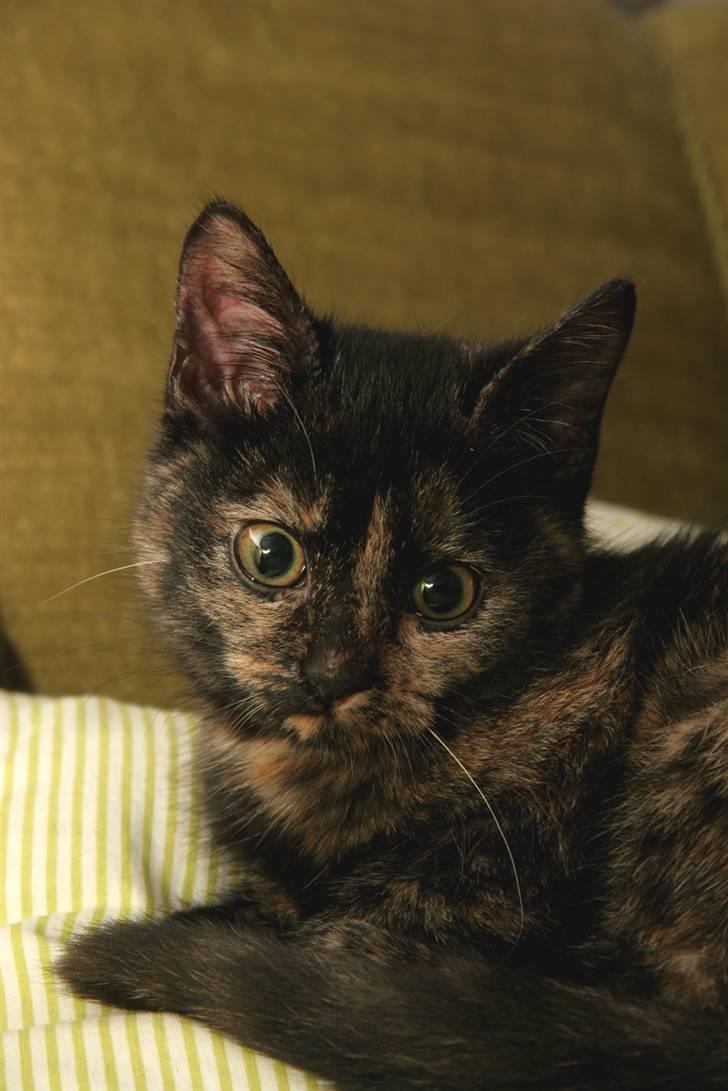 Huskat Mifune -- Flyttet billede 12