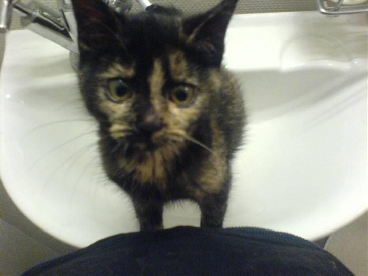 Huskat Mifune -- Flyttet billede 13