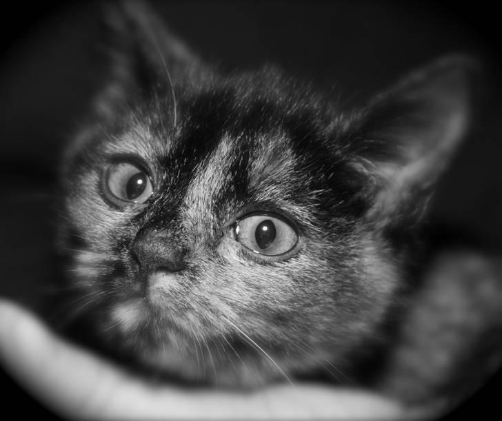 Huskat Mifune -- Flyttet billede 14