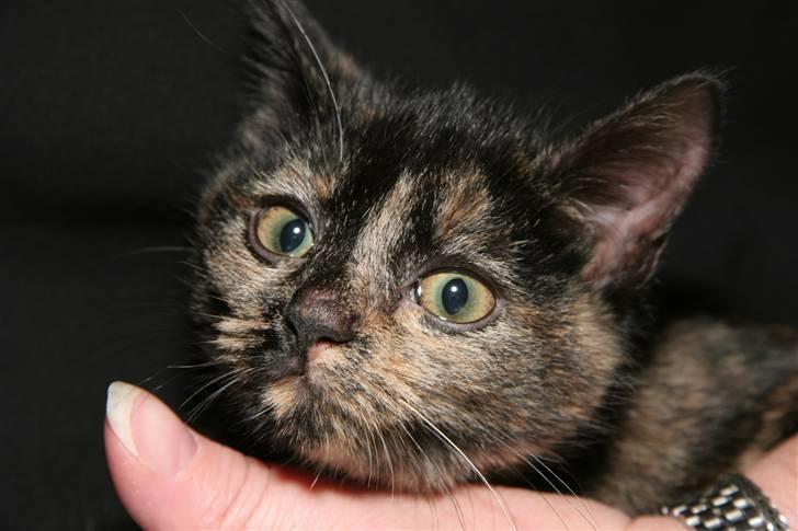 Huskat Mifune -- Flyttet billede 15