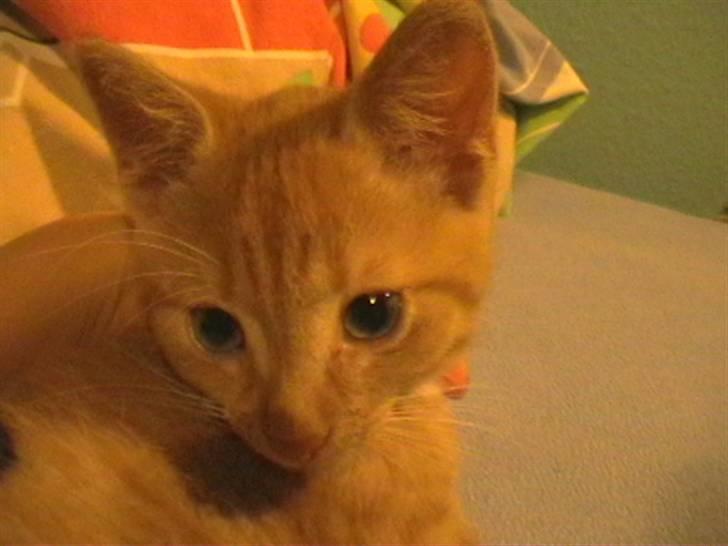 Blanding af racer Micki - Micki som lille <3 billede 10