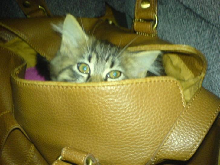 Blanding af racer Florian - gæt hvor jeg er? billede 8