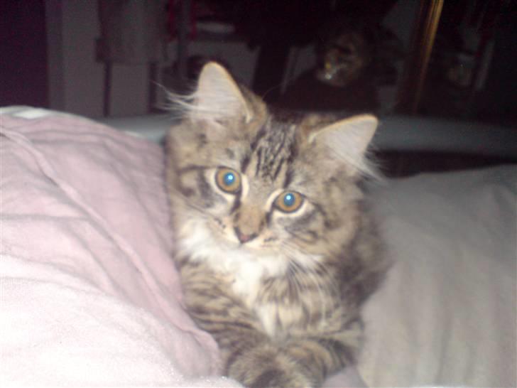 Blanding af racer Florian - så cute billede 9