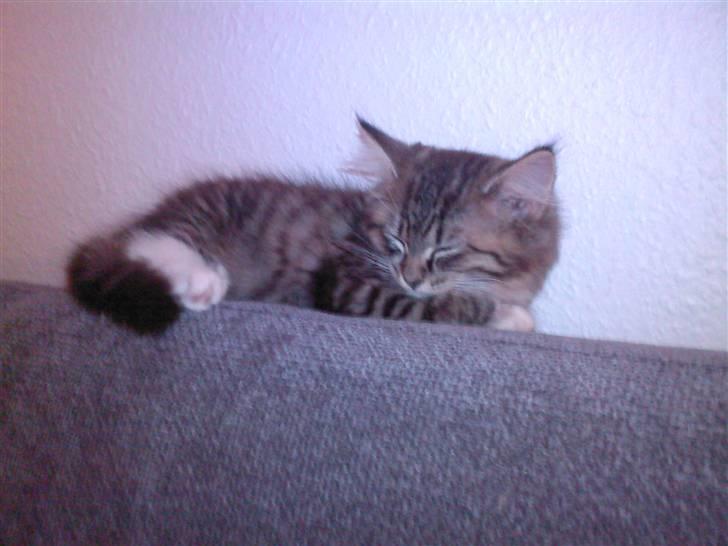 Blanding af racer Florian - Mmm lige en lur på mit yndligssted billede 10