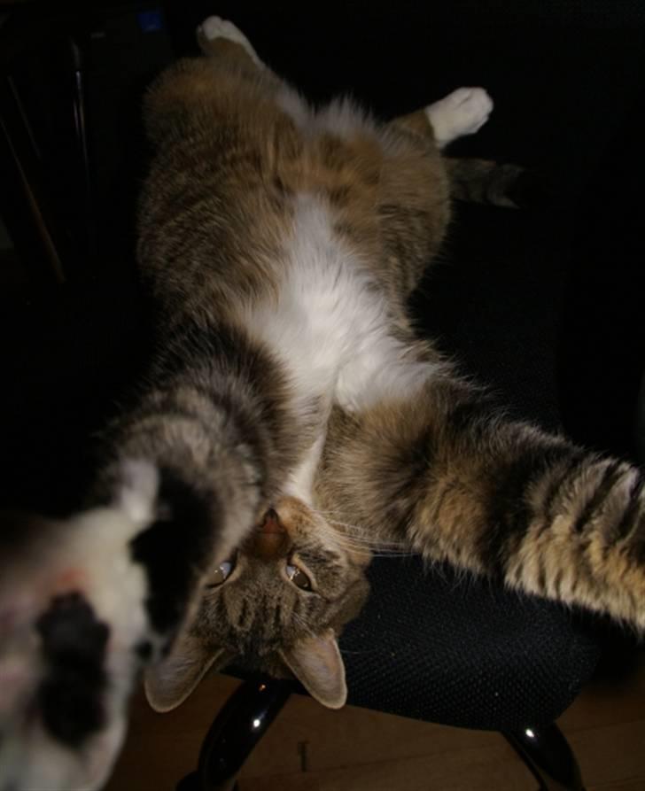 Huskat Trampe - Jeg er SÅÅÅÅ glad i dig! billede 7