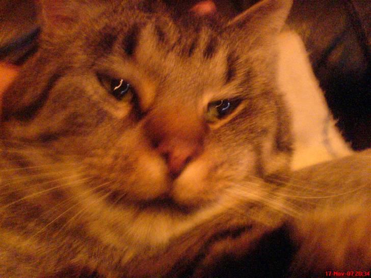 Blanding af racer midten - Der kommer flere billdere meget snart! billede 1