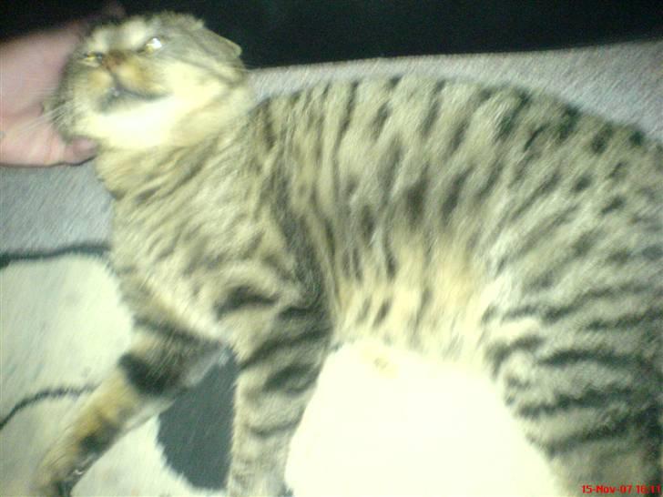 Blanding af racer midten - Der kommer flere billdere meget snart! billede 2