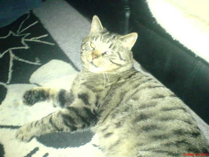 Blanding af racer midten - Der kommer flere billdere meget snart! billede 3