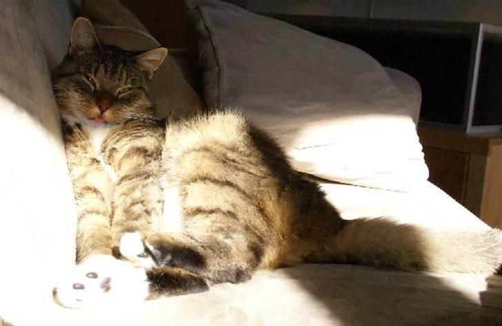 Huskat Trampe - argh den solen! billede 8