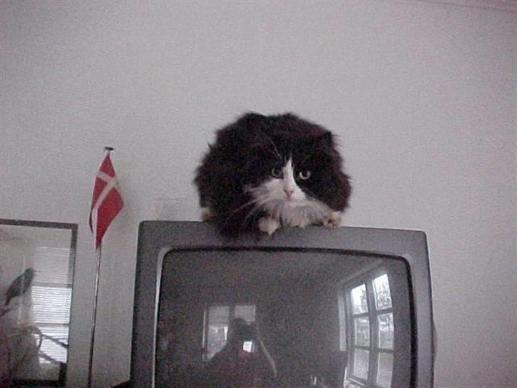 Blanding af racer Anton/Nullermand - Nina jeg er i fjernsynet billede 6