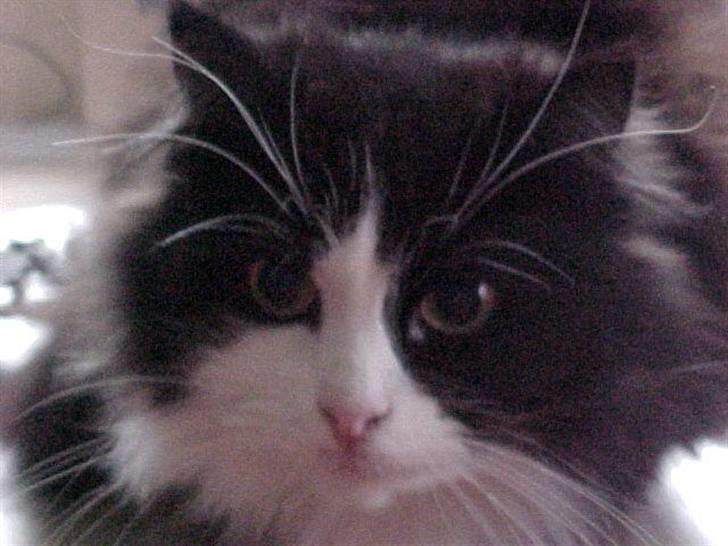 Blanding af racer Anton/Nullermand - davs billede 7