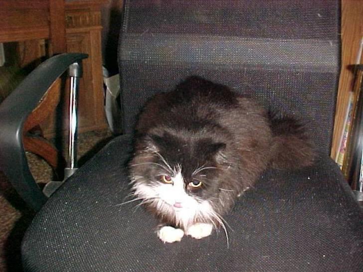 Blanding af racer Anton/Nullermand - ligger lige og slapper af billede 8