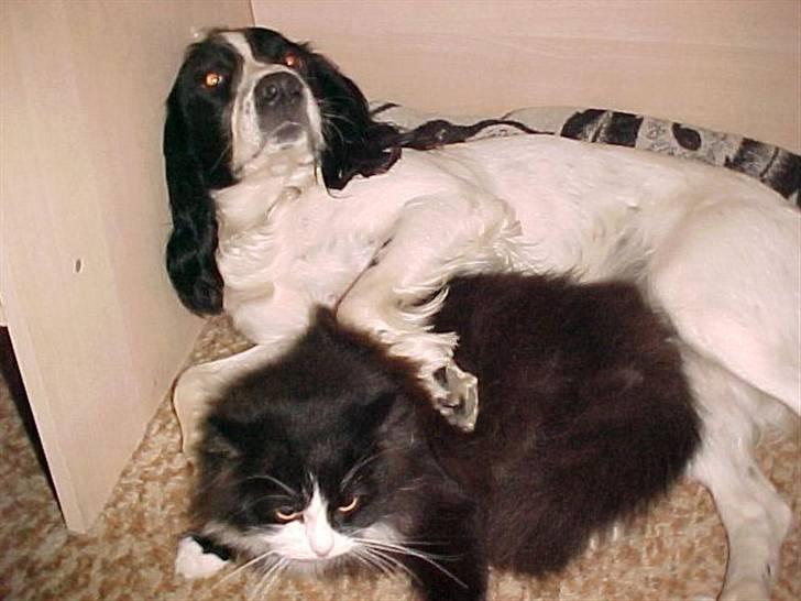 Blanding af racer Anton/Nullermand - mig og vilma er bedste venner men vilma kunne ikke lide blitzen billede 9