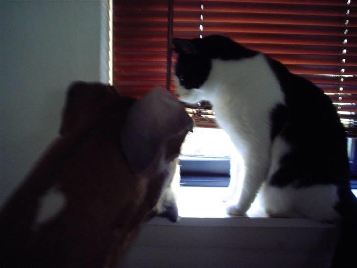 Blanding af racer FRITZ - ...hvis du ik snart flytter det store hoved Harley...så bider jeg dig i øret..jeg vil osse se ud!! billede 6