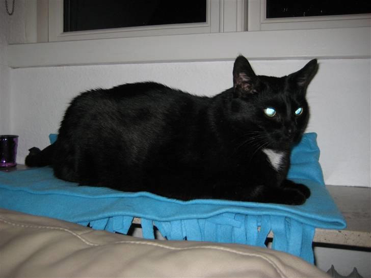Huskat Picco billede 14