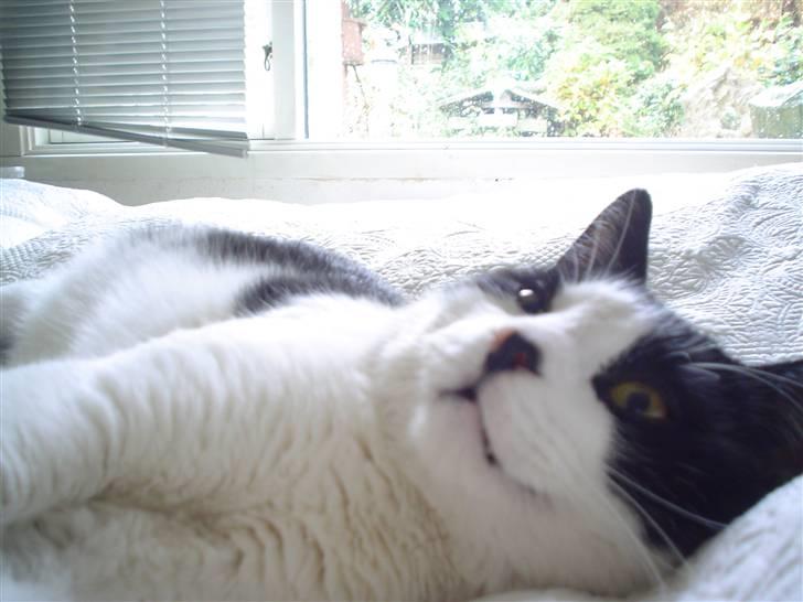 Blanding af racer FRITZ billede 7