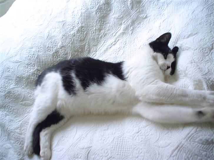 Blanding af racer FRITZ billede 8