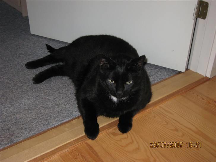 Huskat Picco billede 18