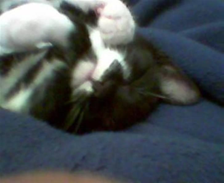 Huskat Ticco billede 6