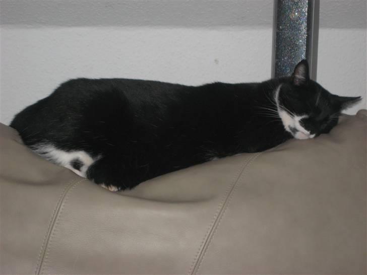 Huskat Ticco billede 8