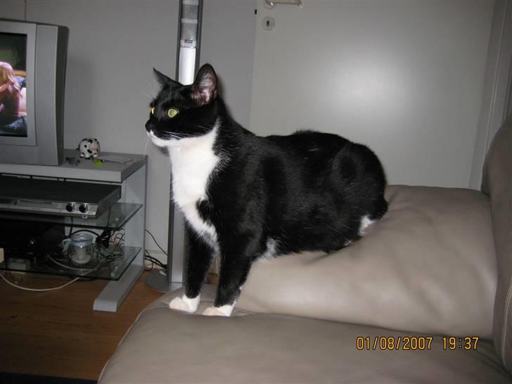 Huskat Ticco billede 11