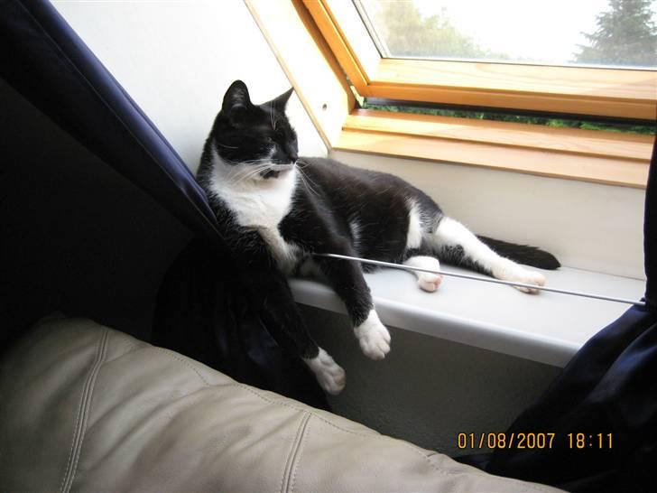 Huskat Ticco billede 12