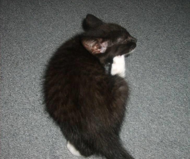 Blanding af racer 'Cleopatra billede 5