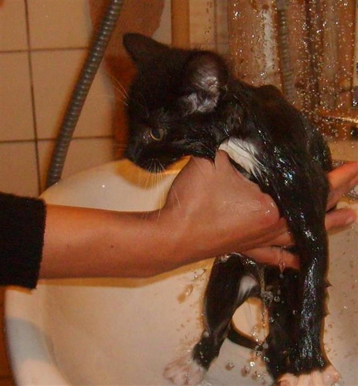 Blanding af racer 'Cleopatra billede 6