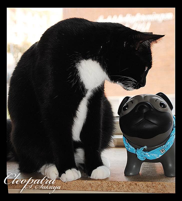 Blanding af racer 'Cleopatra - Mit kæledyr, mopsedrengen! (sparegris) billede 7