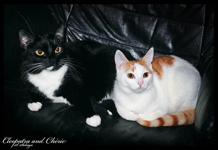 Blanding af racer 'Cleopatra billede 8