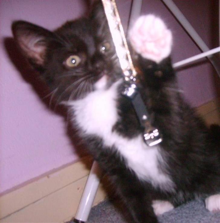 Blanding af racer 'Cleopatra billede 9