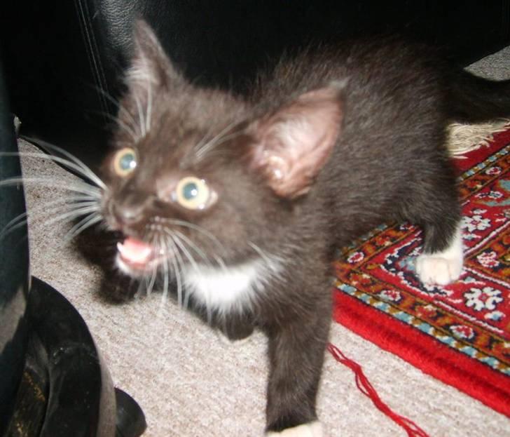 Blanding af racer 'Cleopatra billede 10