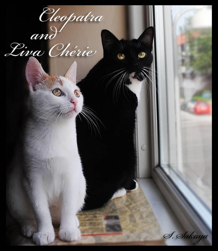 Blanding af racer 'Cleopatra - Min nye lillesøster og jeg billede 11