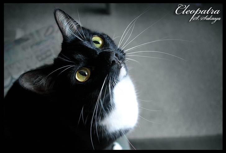 Blanding af racer 'Cleopatra billede 12