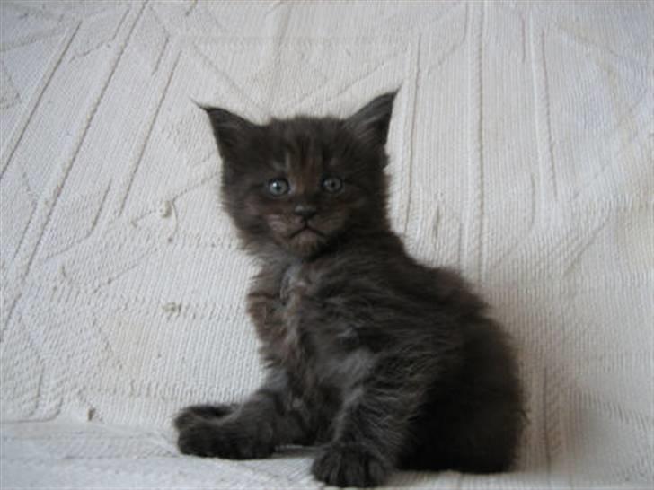 Maine Coon Holy Smoke billede 1