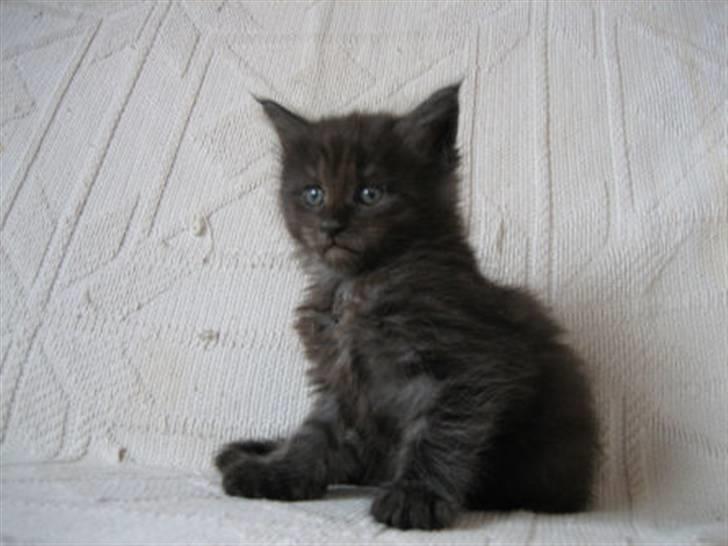 Maine Coon Holy Smoke billede 2